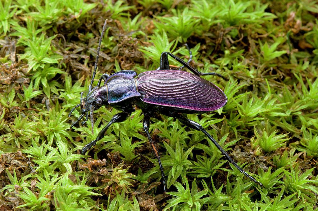 Carabus catenulatus